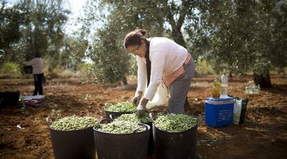 Una mujer de nacionalidad rumana recoge aceitunas en una finca de la localidad sevillana de Umbrete (Sevilla)