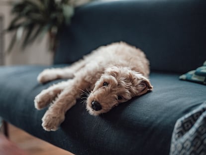 Although it cannot be compared to human depression, dogs also go through difficult moments from a psychological point of view.