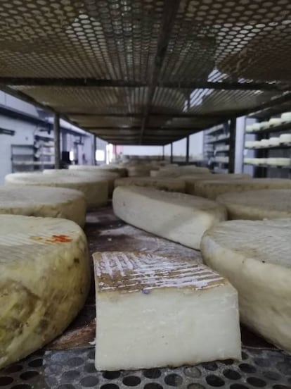 Selección de varios quesos en la empresa afinadora Bolaños