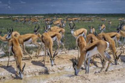 Gacelas en el parque nacional de Etosha (Namibia).