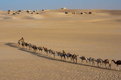 Camel train