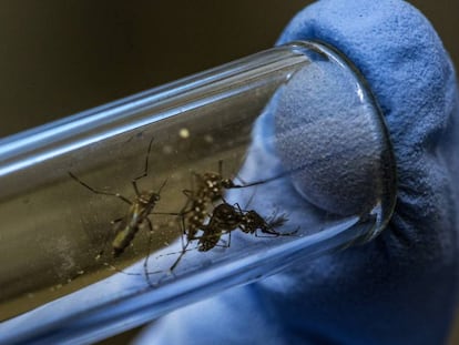 Un científico manipula un tubo de ensayo que tiene mosquitos Aedes, transmisores del chikungunya.
