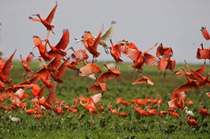 Corocoras ibis.