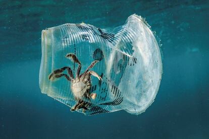 Un cangrejo atrapado en un vaso de plástico en Filipinas.