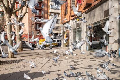 Una bandada de palomas vuelan en la glorieta de Santa Maria de la Cabeza, en Madrid.
