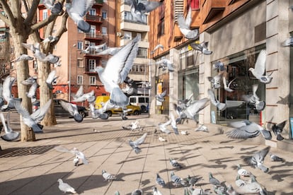 Una bandada de palomas vuelan en la glorieta de Santa Maria de la Cabeza, en Madrid.