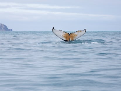 Baleia-jubarte em águas da Antárdita próximo à Ilha do Elefante, em 15 de janeiro. A bordo do navio, Arctic Sunrise, do Greenpeace.