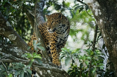 Un ejemplar de Jaguar, en Chiapas (México).