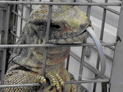 Un lagarto africano