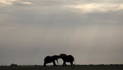 Elephants play in Amboseli National park, Kenya, February 11, 2016. REUTERS/Goran Tomasevic      TPX IMAGES OF THE DAY     