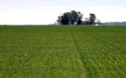 Campo de trigo en Azul, provincia de Buenos Aires.