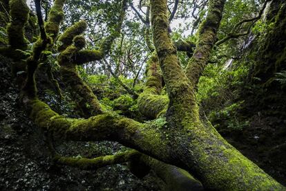 El Garoé es un árbol que destila agua ya que es capaz de atraparla de las nieblas. Los bimbaches, nombre de los aborígenes que vivían en la isla, lo consideraban sagrado ya que les proporcionaba agua que almacenaban en pequeños depósitos bajo el árbol cuando había sequía.