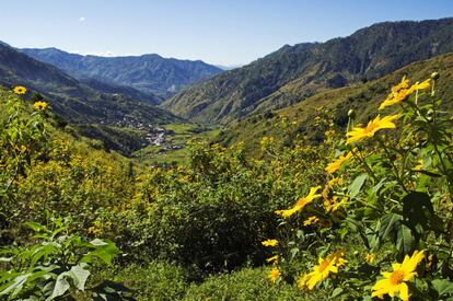 Actualmente muchas de las icónicas terrazas de arrozales de la isla de Luzón (Filipinas) se encuentran en peligro porque los jóvenes campesinos de la etnia ifugao se trasladan a las ciudades y porque no están adaptadas al creciente número de visitantes que las transita. Pero la segunda cima más alta de Filipinas, el monte Pulag (2.992 metros), ofrece una interesante alternativa. En las oficinas del parque nacional del Monte Pulag se emiten los permisos para escalar sus laderas.