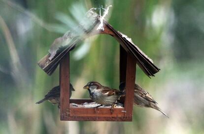 Tres ejemplares de gorrión común, 'Passer domesticus', se alimentan en un comedero. Es el pájaro más frecuente y conocido, y el que vive más cerca del hombre. Es originario de Europa, Asia y el norte de África, pero se ha extendido por el resto de continentes, a excepción de la Antártida. Apenas pesa 30 gramos y mide entre 14 y 16 centímetros.