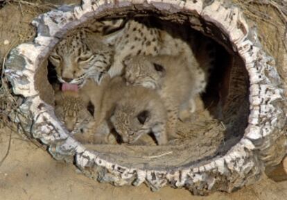 Una ejemplar de lince con sus cachorros en el centro de cría en cautividad de El Acebuche.