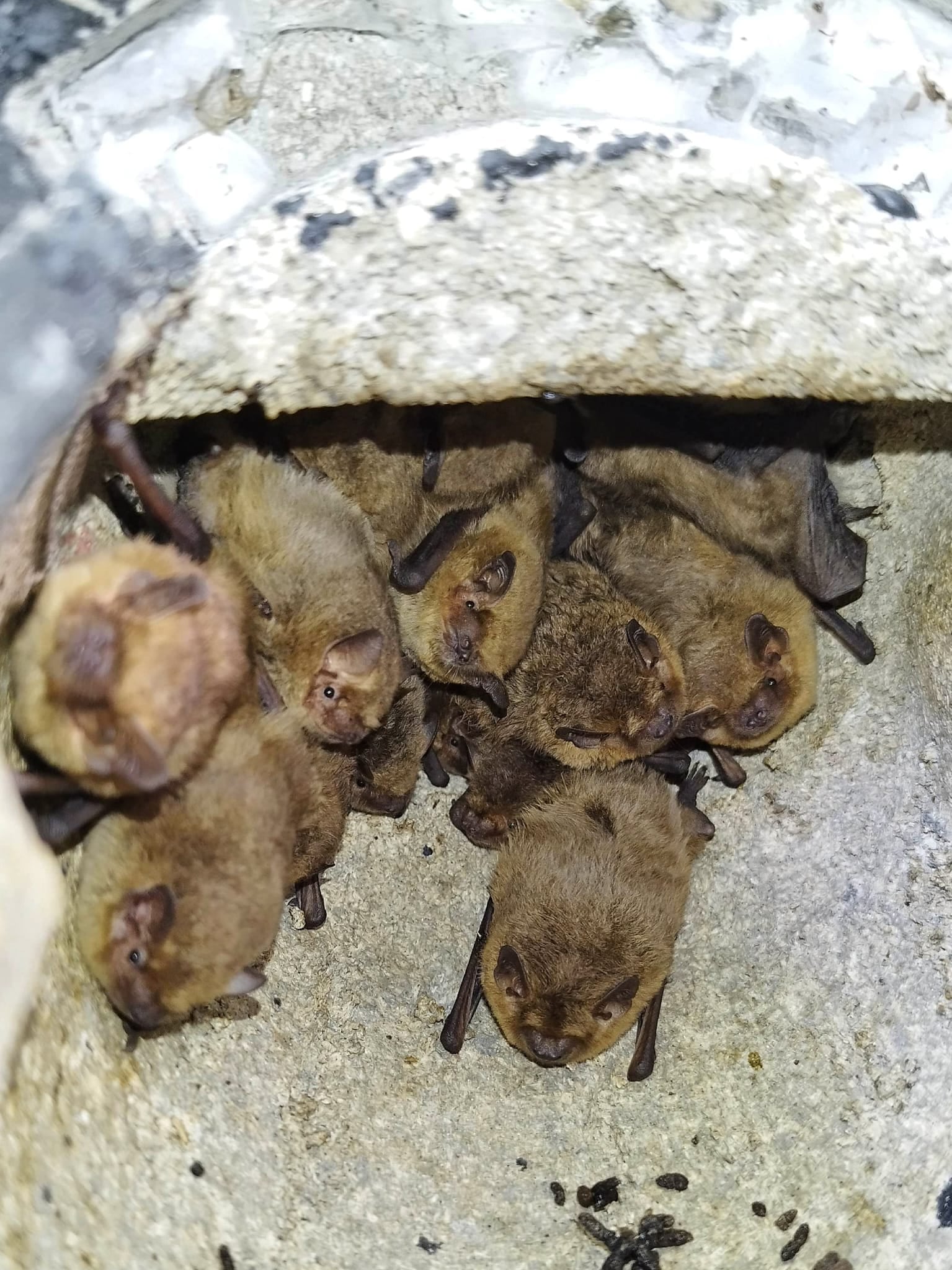 Imagen cedida de un grupo de murciélagos ubicados en un refugio.