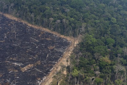 “La Amazonia arde durante las sequías, pero no por las sequías. Se quema porque hay una demanda de pastos y tierras de cultivo, y el Gobierno actual [presidido por Jair Bolsonaro] no solo no incluye el desarrollo sostenible en sus planes, sino que alienta la deforestación y restringe las acciones sistémicas contra ella”, lamenta Machado, investigadora de la Universidad de Sheffield (Reino Unido) que estudia los impactos de las actividades humanas en las selvas tropicales. En la imagen, vista aérea de una zona de selva virgen junto a otro quemado recientemente cerca de Porto Velho, el 23 de agosto.