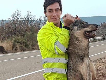 Uno de los hombres que atropell&oacute; a un lobo ib&eacute;rico en Castilla y Le&oacute;n, con el animal muerto.