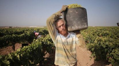 Un vendiamiador en las tierras del Marco de Jerez, en Sanlúcar de Barrameda.