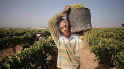 Un vendiamiador en las tierras del Marco de Jerez, en Sanl&uacute;car de Barrameda.