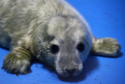 Imagen de 'Neo' la cría de foca que nació el pasado 3 de enero en el zoo de Madrid.
