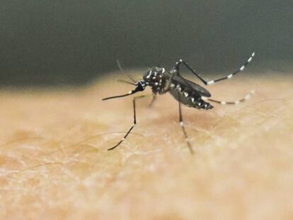 El mosquito Aedes Aegypti en un laboratorio médico de Cali, en Colombia. 