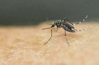 El mosquito Aedes Aegypti en un laboratorio médico de Cali, en Colombia.