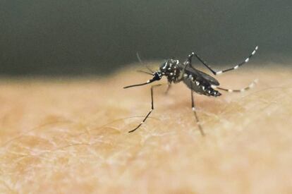 El mosquito Aedes Aegypti en un laboratorio médico de Cali, en Colombia. 