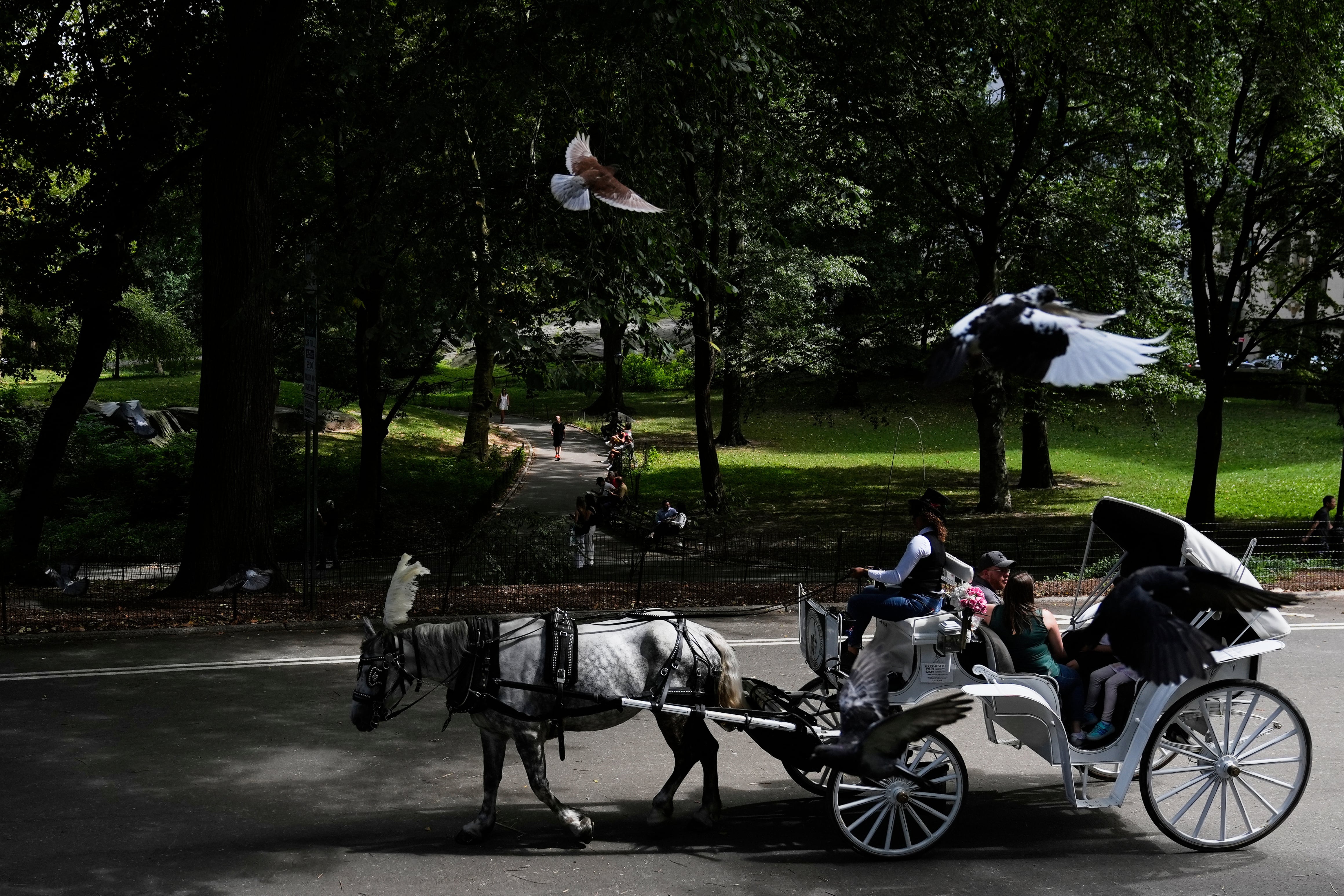 Nueva York plantea retirar los tradicionales carruajes tirados por caballos de Central Park para 2028