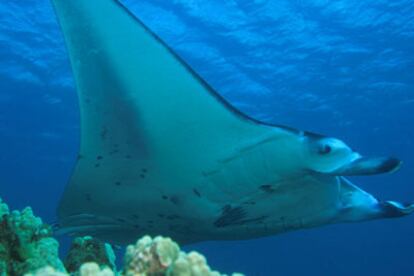 La manta, uno de los peces incluidos en la <i>lista roja</i>, habita en las aguas tropicales.