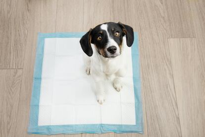 A puppy trains to pee in a certain area.