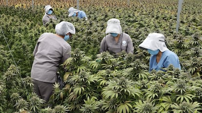 Trabajadoras cuidan plantas de cannabis en el vivero de la empresa Clever Leaves, el 1 de julio de 2021 en Pesca, departamento de Boyacá (Colombia).