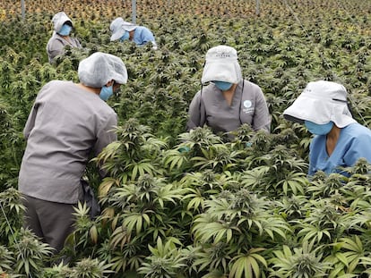 Trabajadoras cuidan plantas de cannabis en el vivero de la empresa Clever Leaves, el 1 de julio de 2021 en Pesca, departamento de Boyacá (Colombia).