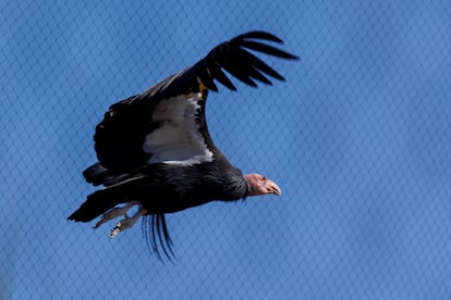 Condores California reproduction