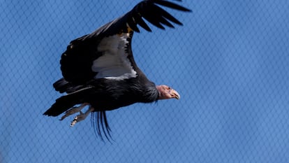 Um condor da Califórnia chamado ‘Molloko’, fotografado no San Diego Zoo Safari Park, onde foram descobertos dois filhotes desta espécie que nasceram de ovos não fertilizados.