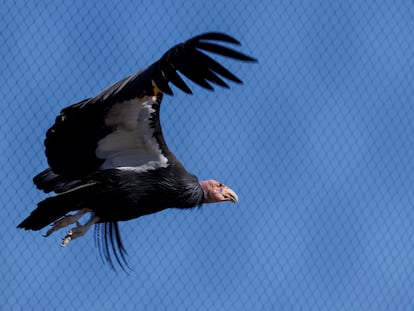 Molloko, a California condor, at the San Diego Zoo Safari Park, where the two chicks born by parthenogenesis were detected.