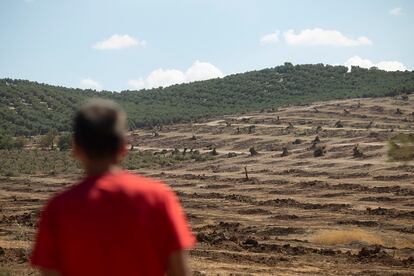 Terrenos con los olivos ya arrancados en Cartaojal (Antequera, Málaga). 