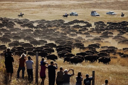 El público asiste al encierro de una manada de búfalos durante la 49 edición del 'Custer State Park Buffalo Roundup' en Black Hills, Dacota del Sur.