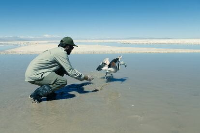 Un programa internacional pretende capacitar a las comunidades indígenas y a los turistas para que estén atentos a los avistamientos de esta especie milenaria que los aborígenes asocian a la familia.