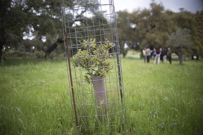 Un ejemplar joven, protegido en una dehesa de Sevilla. Salvaguardar cada nuevo árbol de las plagas cuesta más de 50 euros al año.