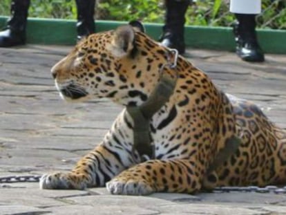 Los soldados abrieron fuego contra el animal para evitar que saliera de la zona de control