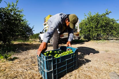 Un jornalero carga una caja de limones durante la cosecha en Apatzingán (Estado de Michoacán), en agosto de 2024.