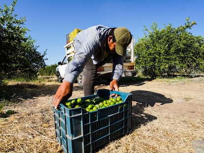 Productores de limón en Michoacán suspenden actividades por el crimen organizado