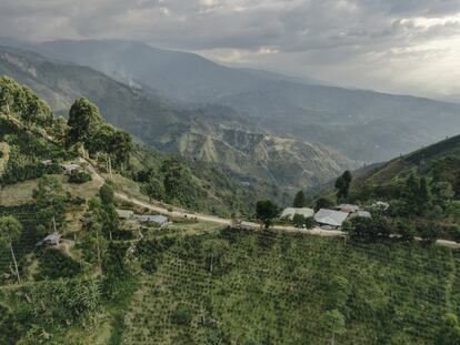 Panorámica de las fincas
productoras Alto de las
Águilas, en el municipio
de Gigante, Huila.