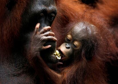 'Khansa', el bebé número 46 de orangután del zoológico de Singapur, se aferra a su madre Anita durante una exhibición ante los medios de comunicación, el 11 de enero de 2018.