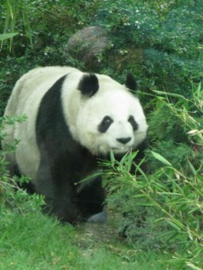 Shuan Shuan, una de las pandas del zoo de Chapultepec.