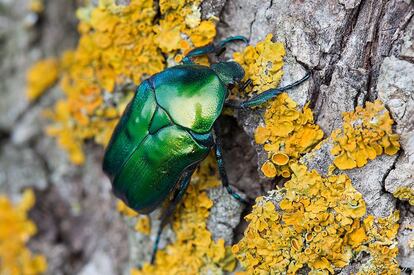 'Protaetia affinis' en un roble centenario.