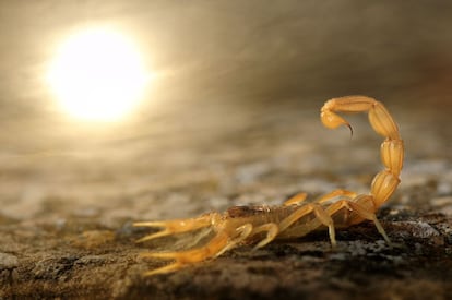 Fotógrafo consagrado a los nueve años. Tenía uno menos cuando captó a este escorpión en la región de Torralba de los Sisones (Teruel). Un instante que le ha valido el reconocimiento de la revista de la BBC 'Wildlife Magazine' como el mejor fotógrafo del año en categoría juvenil. Y no era la primera vez, porque Pérez Álvarez ya había sido finalista en 2012.