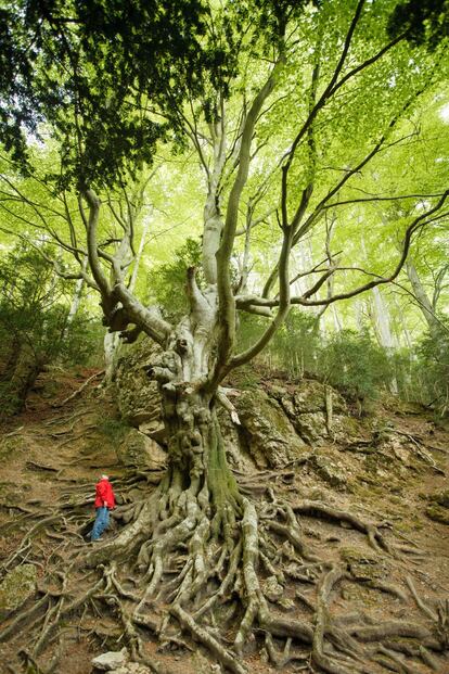 In the landscape of pine, holm oak and mountain ridges of the natural park of Els Ports, in Catalonia’s Terres de l’Ebre (in southwest Tarragona province), there are also clutches of deciduous trees, including the unique Fageda del Retaule, said to be Europe’s southernmost forest of beech. This collection of tall, centuries-old trees sits on the humid northern face of the gorge of Retaule. One of the most notable specimens is a tree called Faig Pare (Father Beech, in the Catalan language), which was declared a Monumental Tree in 1992 and is estimated to be 250 years old. Its trunk has perimeter of four meters, and its visible roots make it a favorite spot for pictures. For more information: terresdelebre.travel