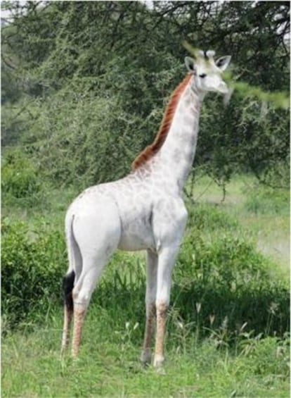 Omo, una jirafa blanca en el parque Nacional de Tanrangire, en Tanzania.